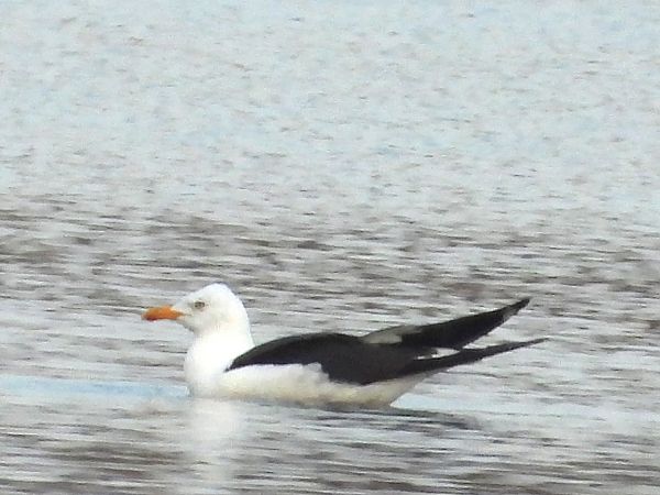 mewa żółtonoga (ssp. fuscus) 