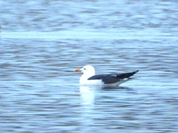 Heringsmöwe (ssp. fuscus) 