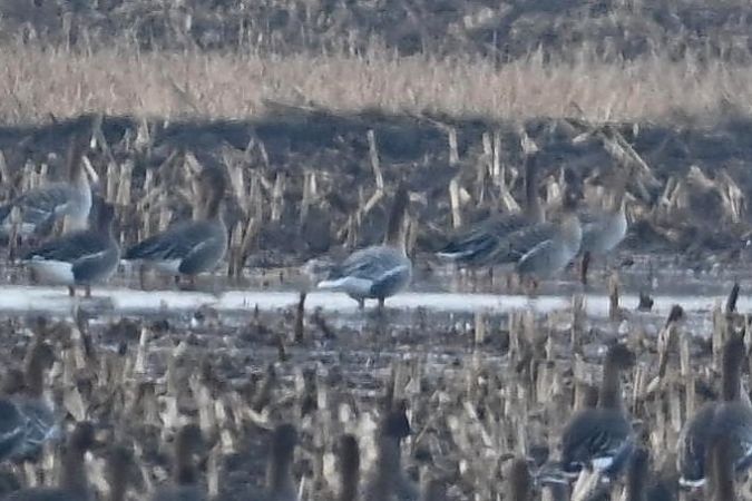 Kurzschnabelgans  - Mariusz Godlewski