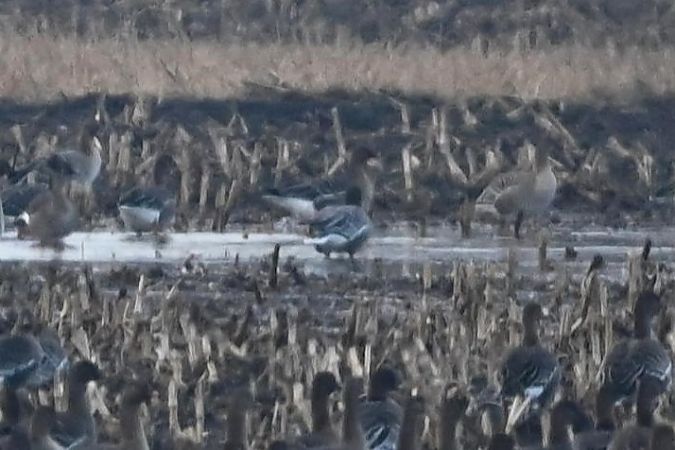 Kurzschnabelgans  - Mariusz Godlewski