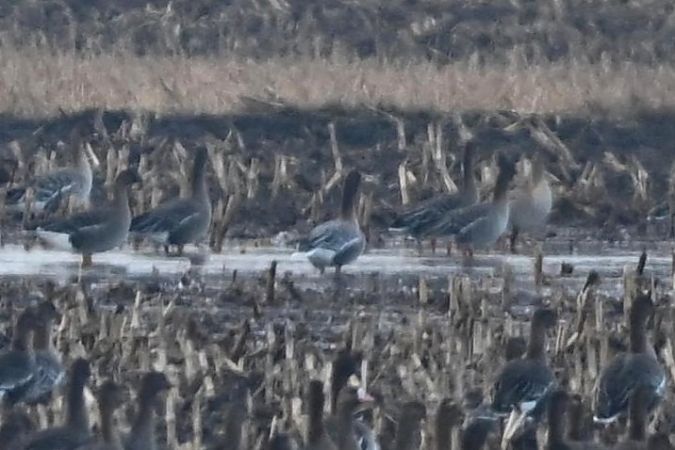 Kurzschnabelgans  - Mariusz Godlewski