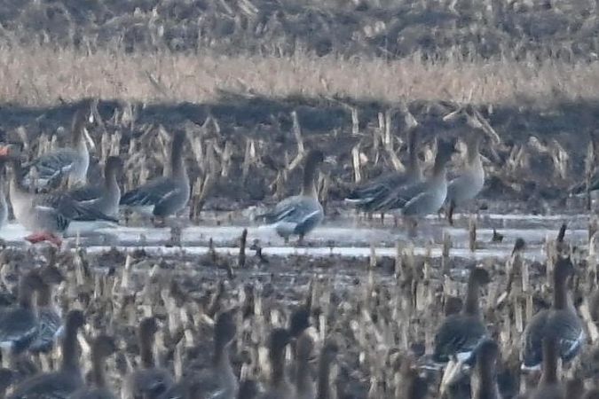 Kurzschnabelgans  - Mariusz Godlewski