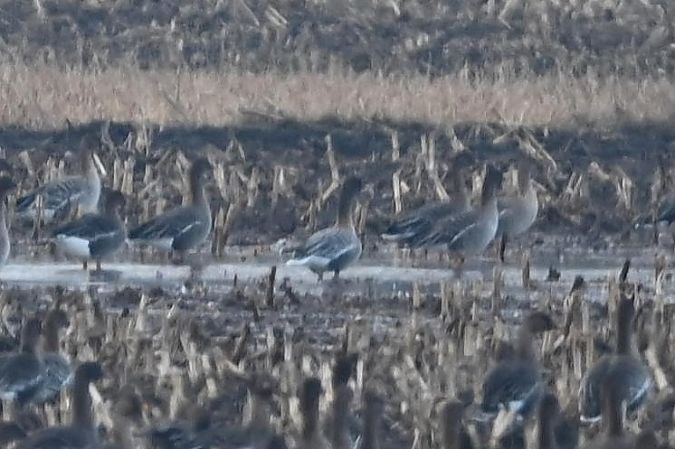 Kurzschnabelgans  - Mariusz Godlewski