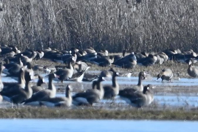 bernikla białolica  - Mariusz Godlewski
