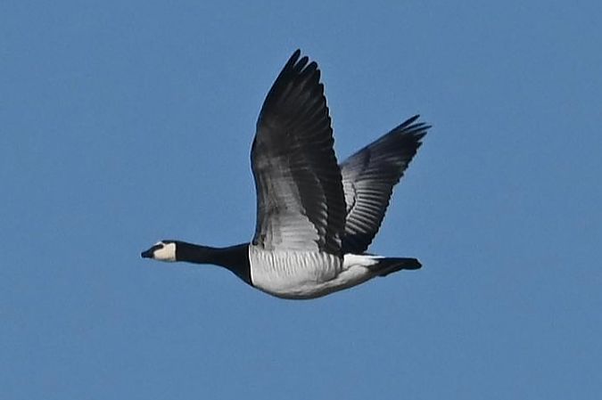 Weisswangengans  - Mariusz Godlewski