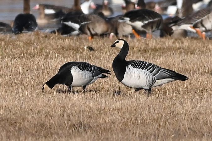 Bernache nonnette  - Mariusz Godlewski