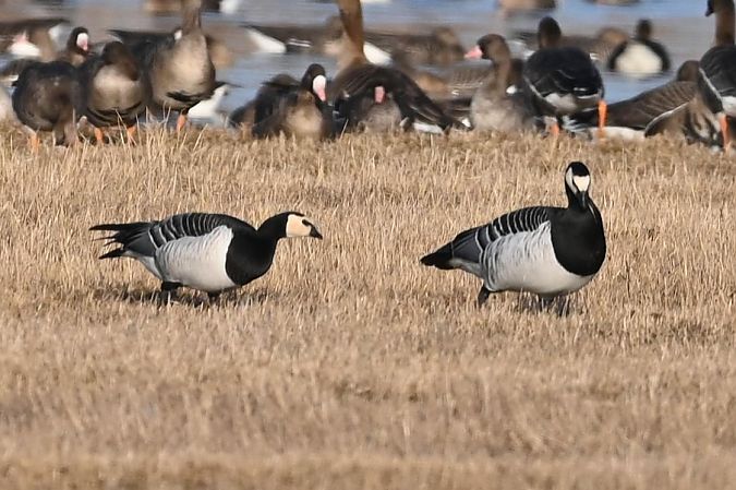Bernache nonnette  - Mariusz Godlewski