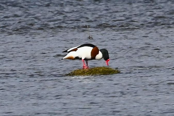 ohar  - Mariusz Godlewski