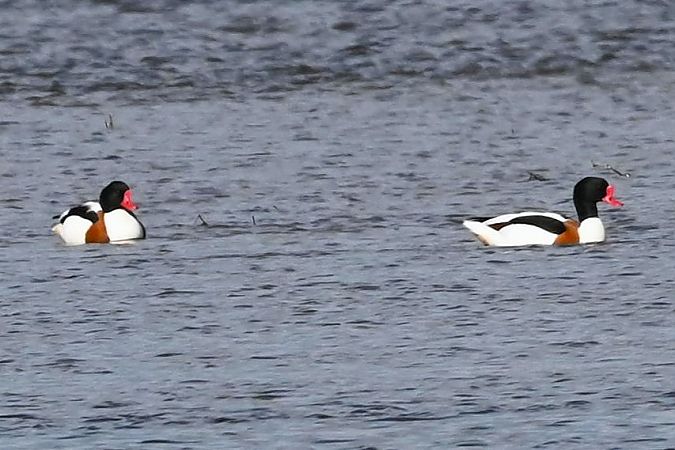 ohar  - Mariusz Godlewski