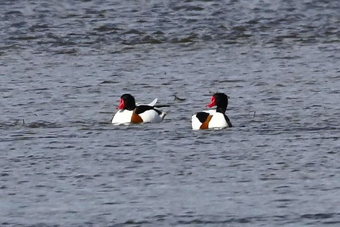 ohar  - Mariusz Godlewski