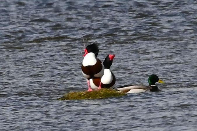 ohar  - Mariusz Godlewski