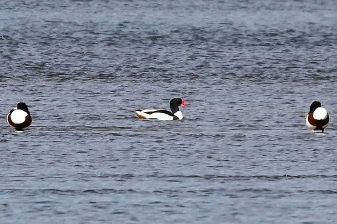 ohar  - Mariusz Godlewski