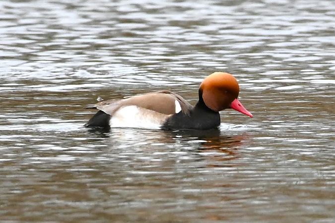 hełmiatka  - Mariusz Godlewski