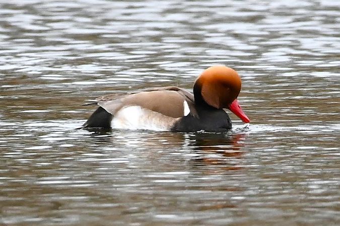 hełmiatka  - Mariusz Godlewski