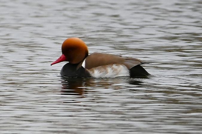 hełmiatka  - Mariusz Godlewski