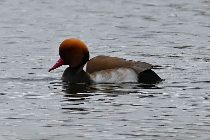 hełmiatka  - Mariusz Godlewski