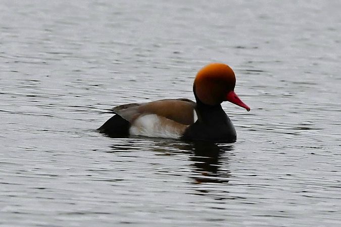 hełmiatka  - Mariusz Godlewski