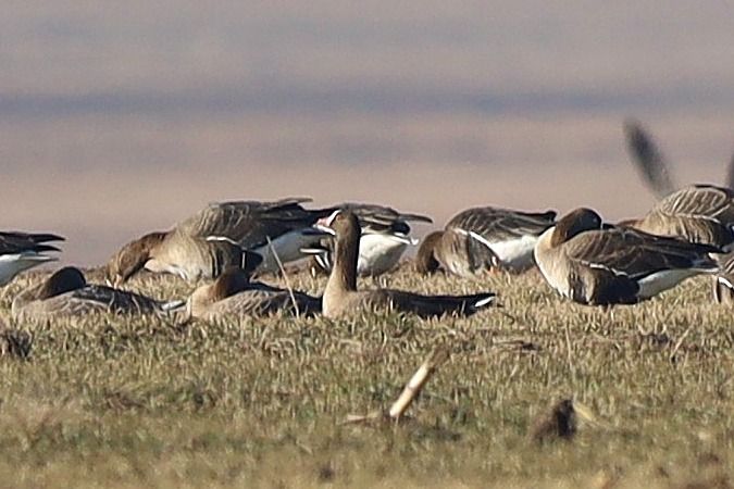 gęś mała  - Bartłomiej Łukaszewicz
