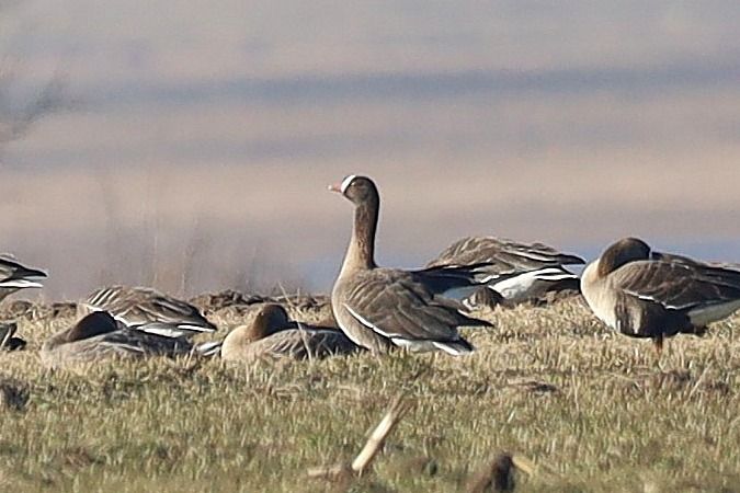 Zwerggans  - Bartłomiej Łukaszewicz