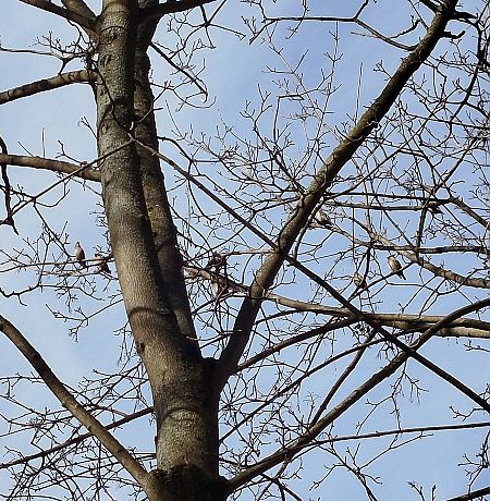 jemiołuszka  - Kacper Mikulski