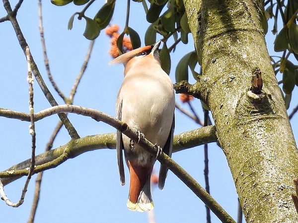 Seidenschwanz  - Kacper Mikulski