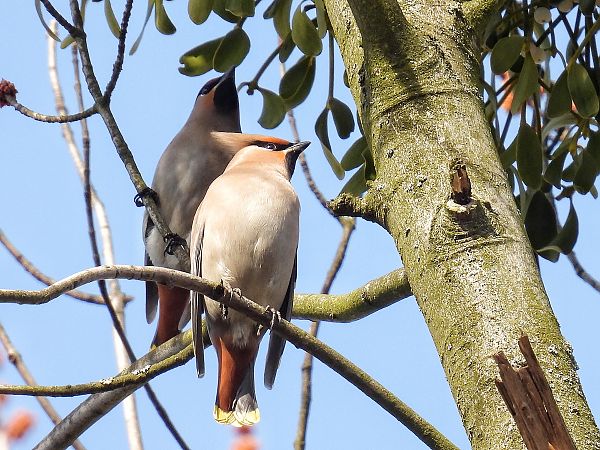 jemiołuszka  - Kacper Mikulski