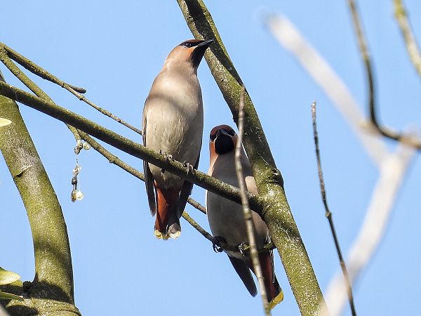 jemiołuszka  - Kacper Mikulski