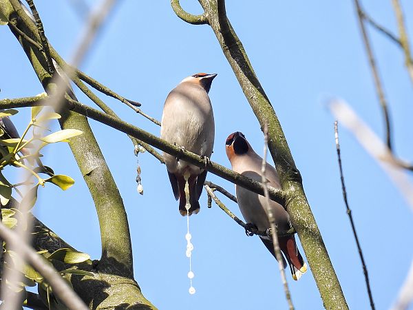 jemiołuszka  - Kacper Mikulski