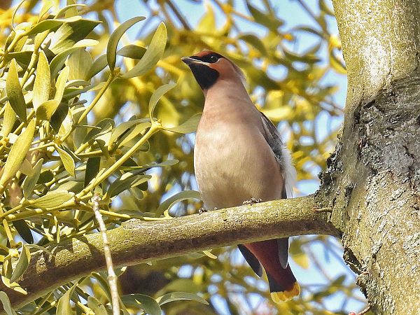 jemiołuszka  - Kacper Mikulski