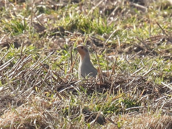 kuropatwa  - Kacper Mikulski