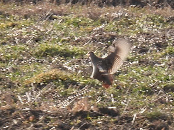 Rebhuhn  - Kacper Mikulski