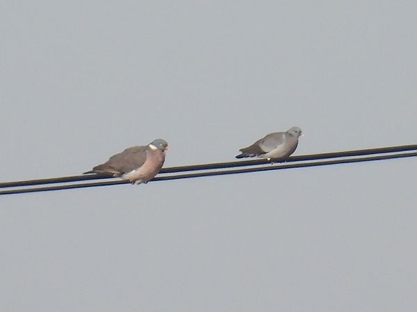 siniak  - Kacper Mikulski