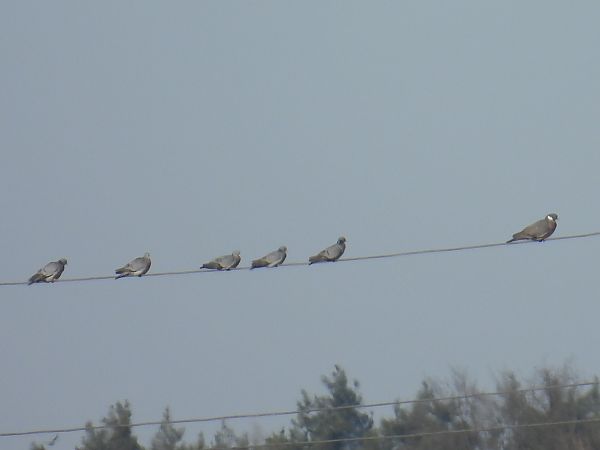 Stock Dove  - Kacper Mikulski