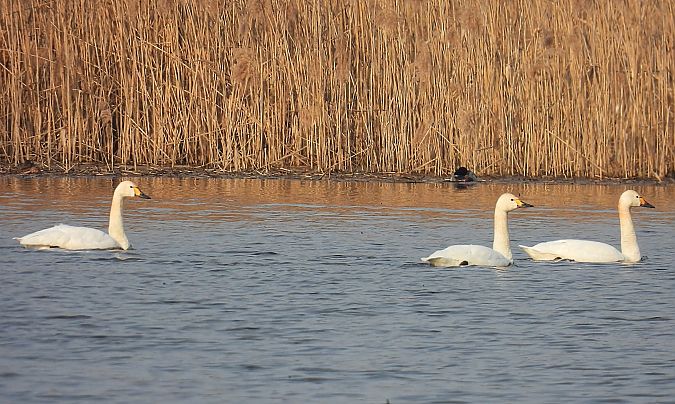 Zwergschwan  - Kacper Mikulski