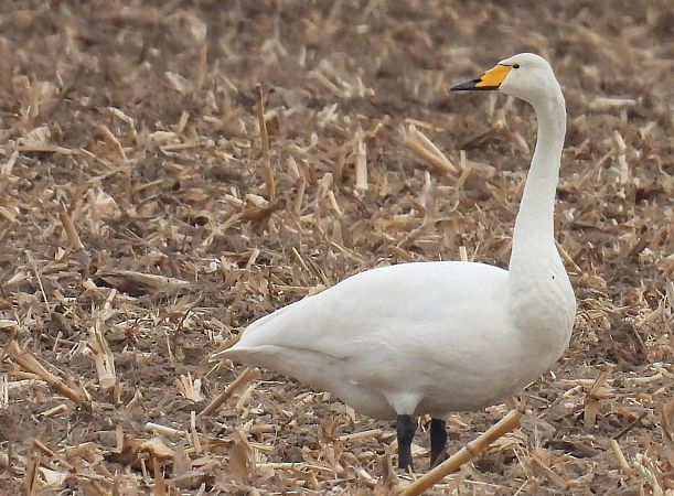 łabędź krzykliwy  - Kacper Mikulski