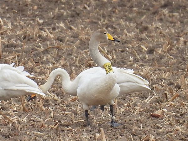 Singschwan  - Kacper Mikulski