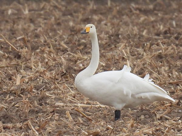 Singschwan  - Kacper Mikulski