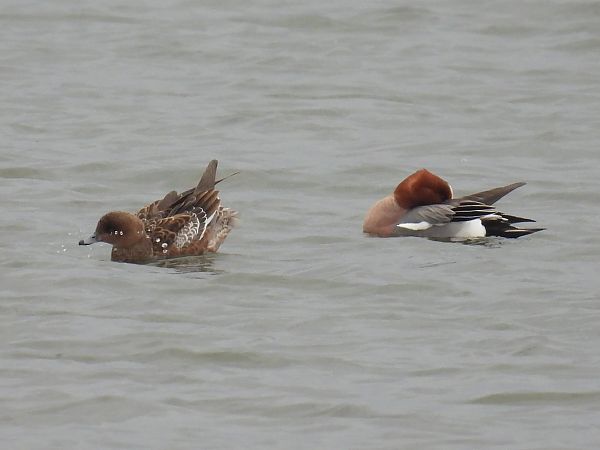 świstun  - Kacper Mikulski