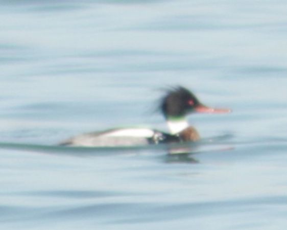 Harle huppé  - Oskar Henig