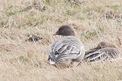 gęś krótkodzioba  - Mirosław Wójcicki