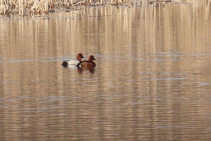 podgorzałka  - Zenon Niziołek