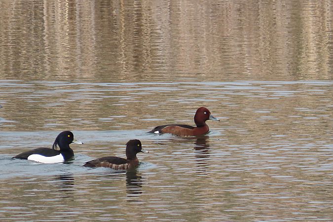 podgorzałka  - Zenon Niziołek