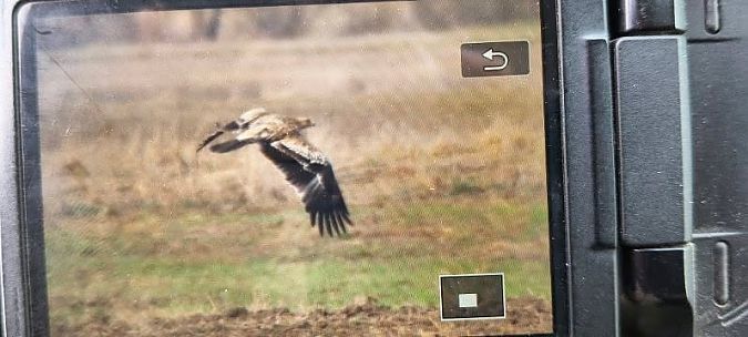 orzeł cesarski  - Anonim