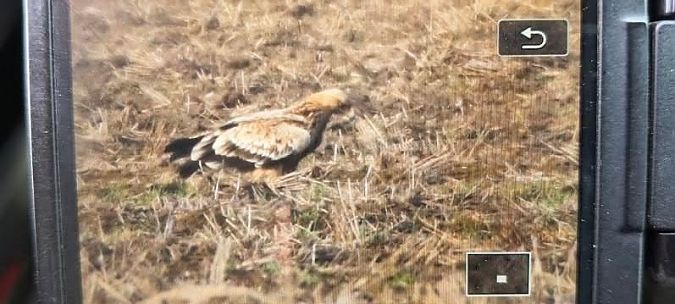 Kaiseradler  - Anonym