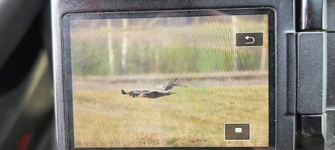 orzeł cesarski  - Anonim