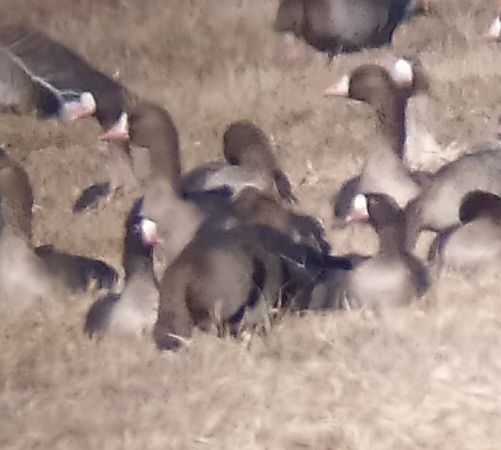 gęś mała  - Łukasz Matyjasiak