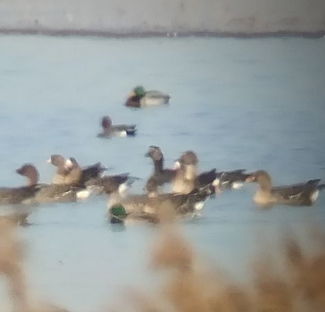 Gänsehybrid  - Łukasz Matyjasiak