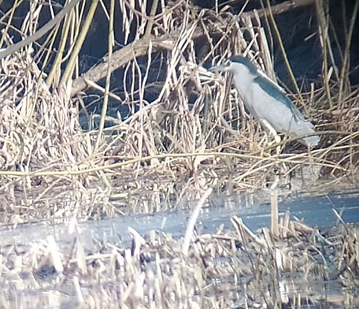Nachtreiher  - Łukasz Matyjasiak