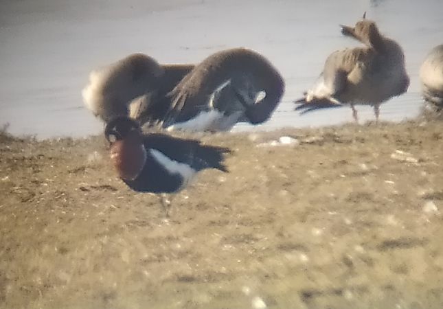 Bernache à cou roux  - Łukasz Matyjasiak