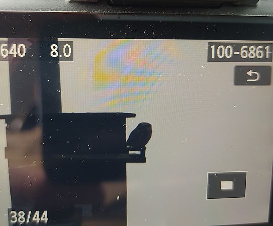 Chevêche d'Athéna  - Łukasz Matyjasiak